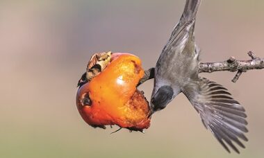 frutto e uccello